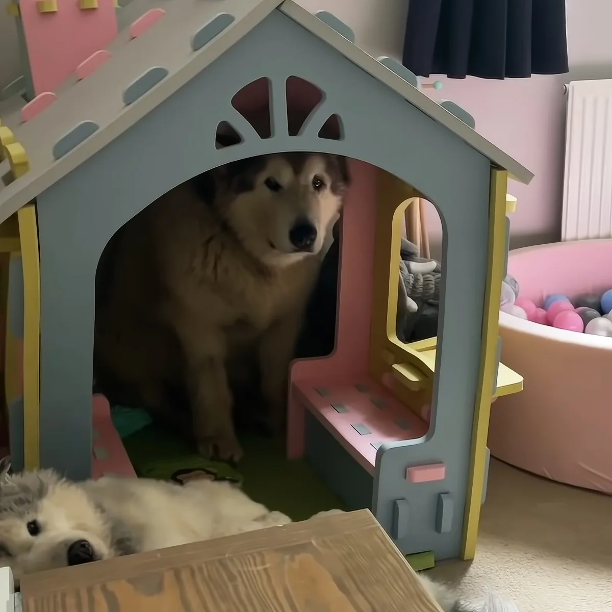 Dog hides in dollhouse