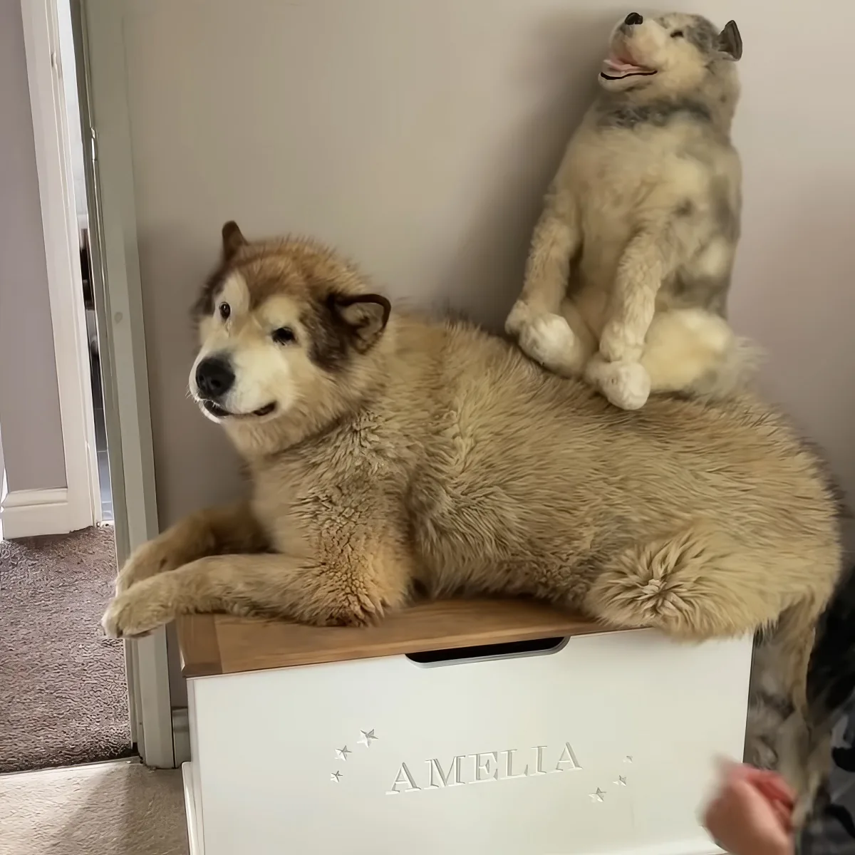 A fluffy dog lounges on a box, with a smaller stuffed dog perched on its back.