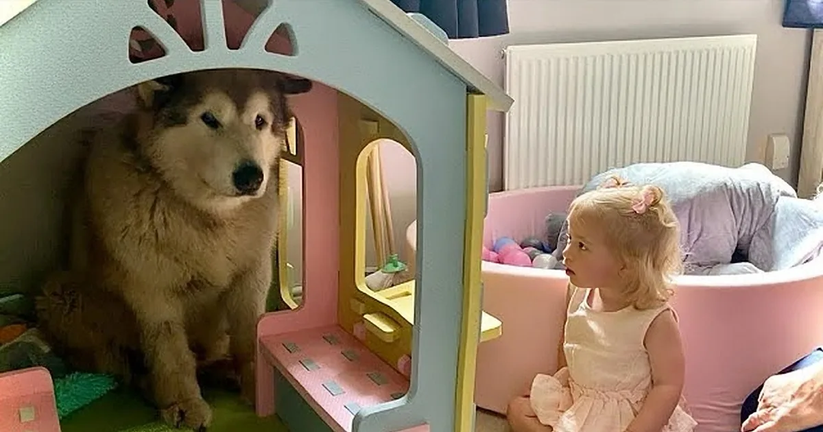 A fluffy dog sits inside a pink dollhouse, while a child in a pink dress sits on a chair nearby.
