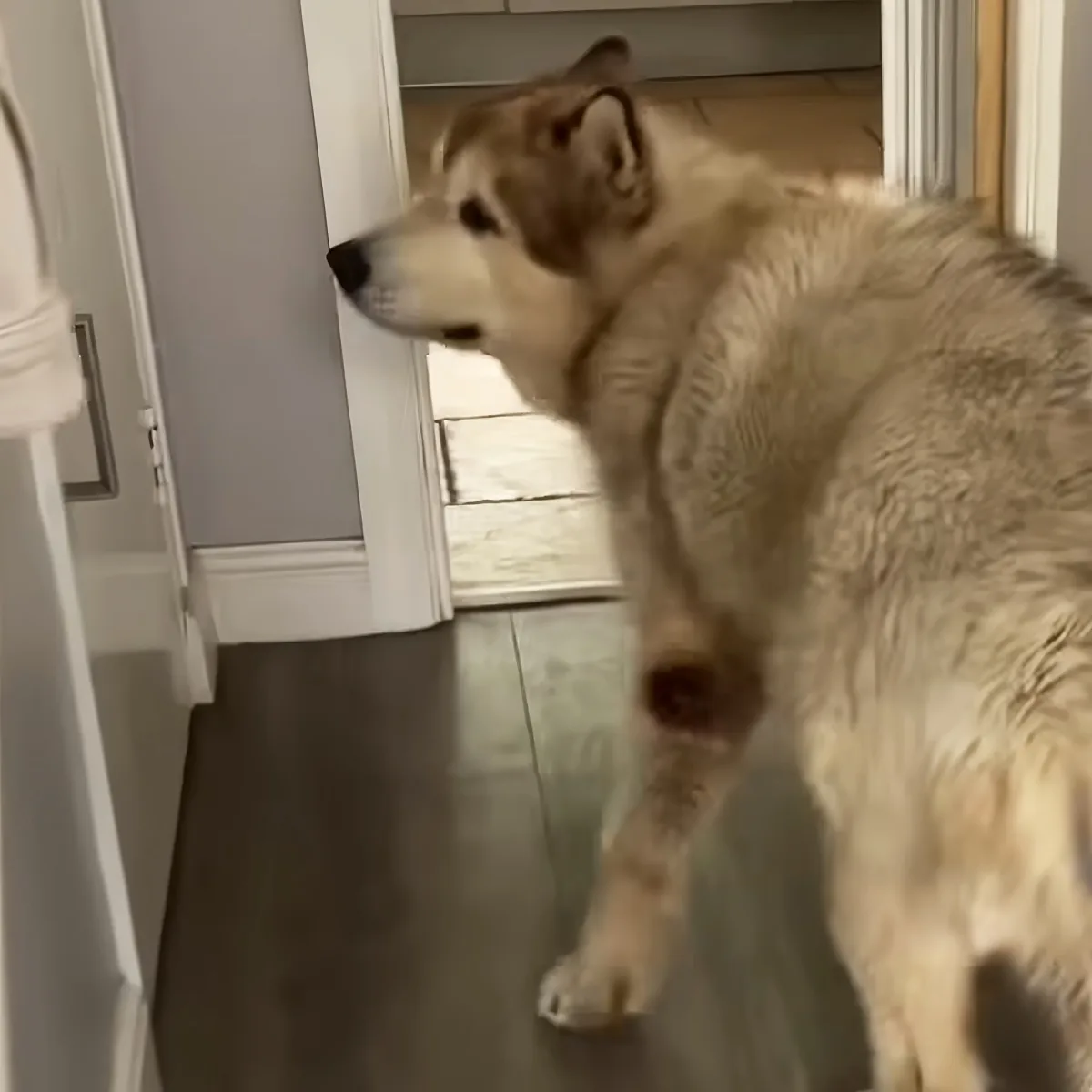 A fluffy, light-colored dog stands on a dark floor, looking out through a doorway.