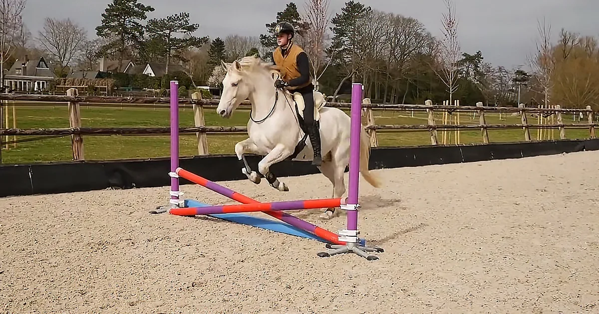 Jumping Horse Enjoys Some Playful Downtime With Trainer
