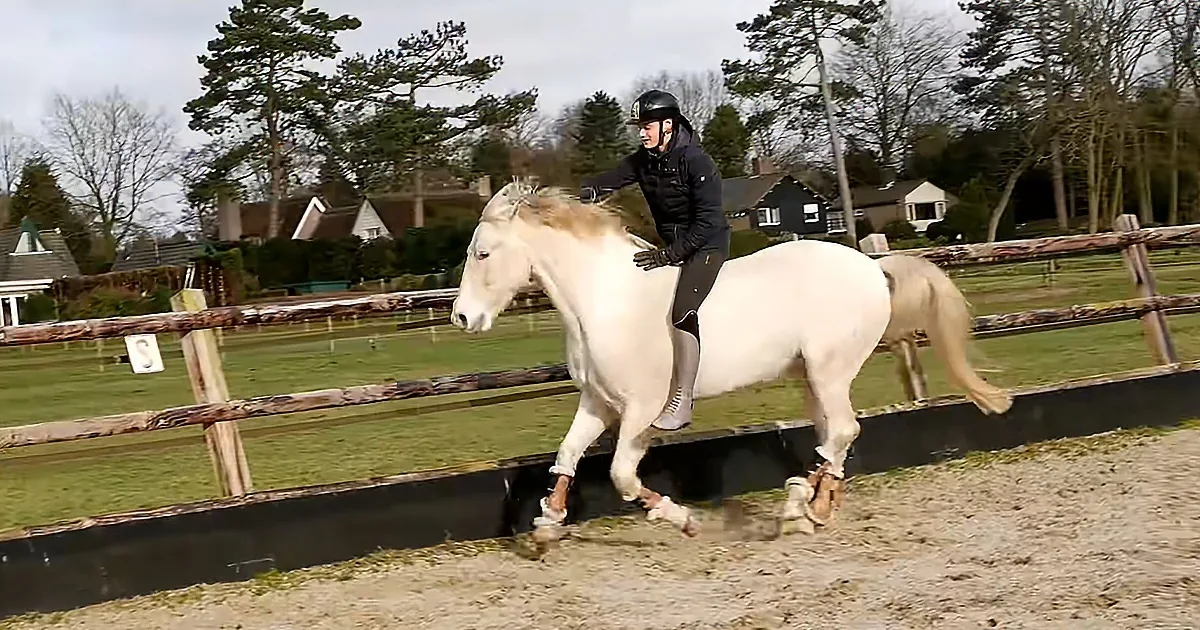 Man Boldly Rides Golden Horse Without Any Equipment