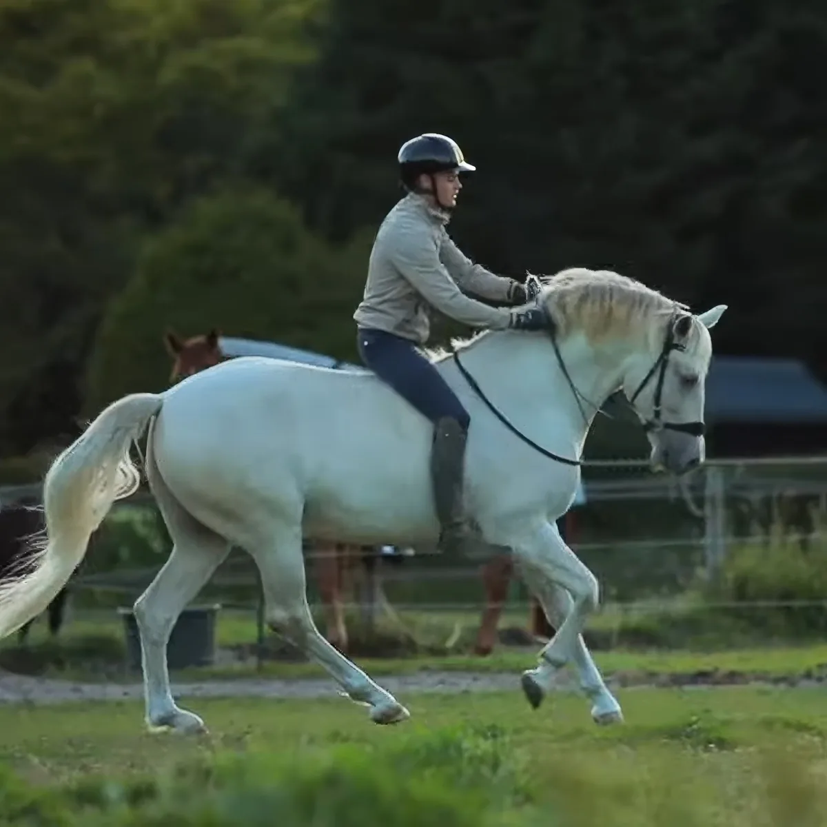Majestic white horse
