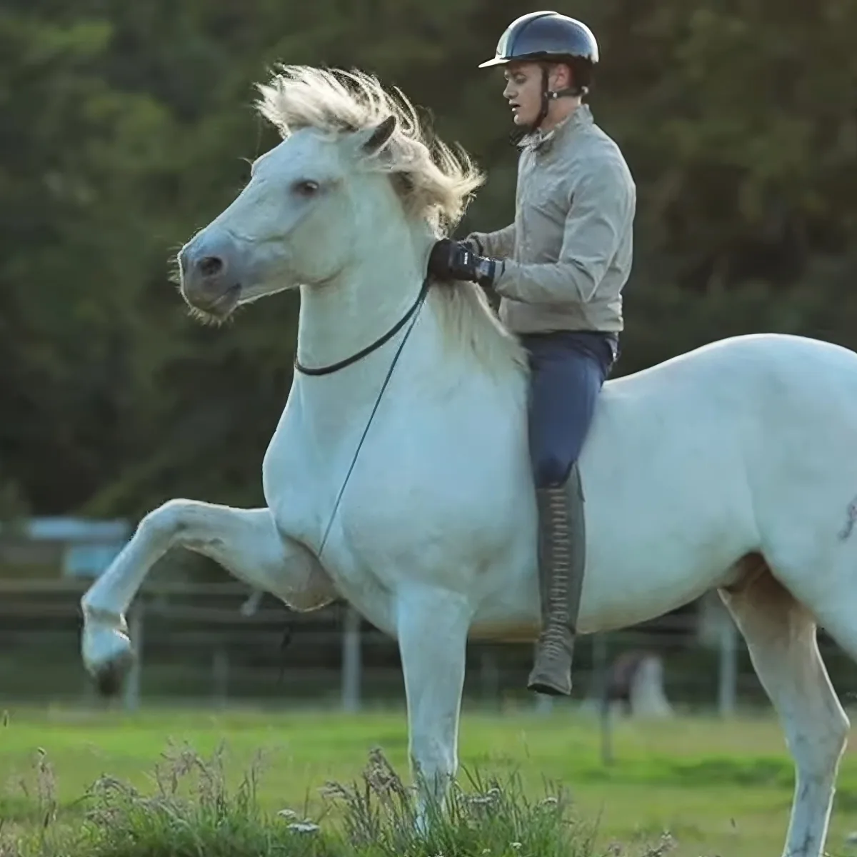 Majestic white horse