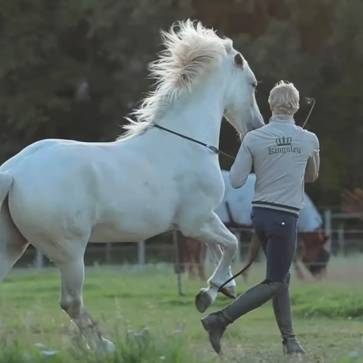 Majestic white horse