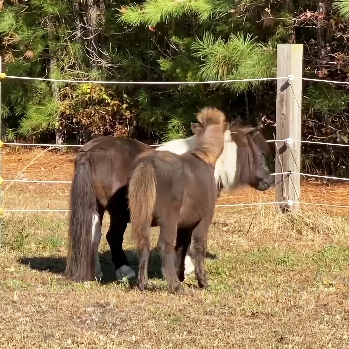 Adorable miniature horses