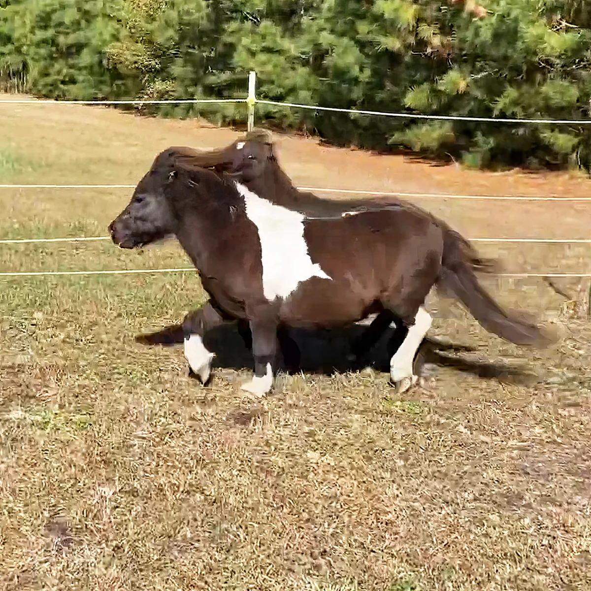 Adorable miniature horses