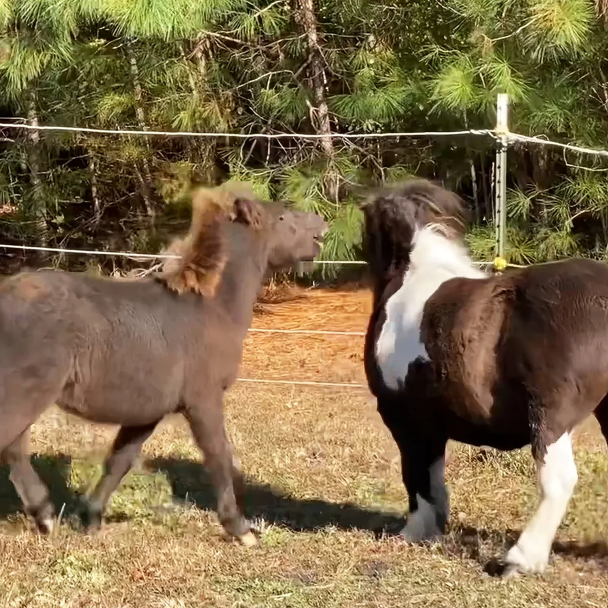 Adorable miniature horses