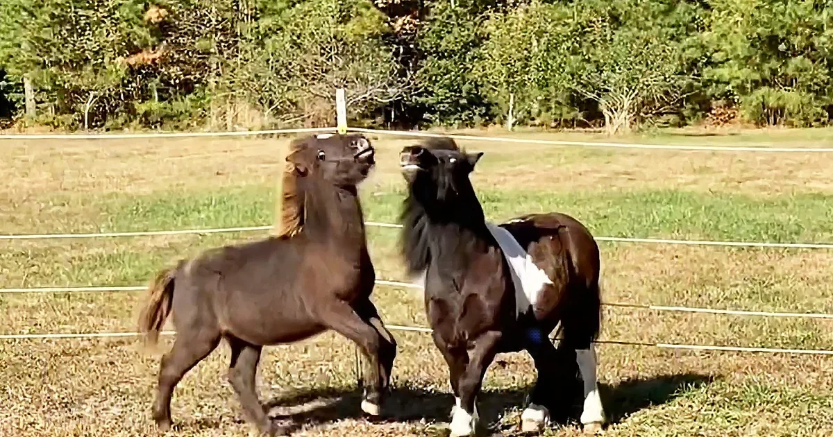 Two Adorable Miniature Horses Spend Afternoon Playfighting