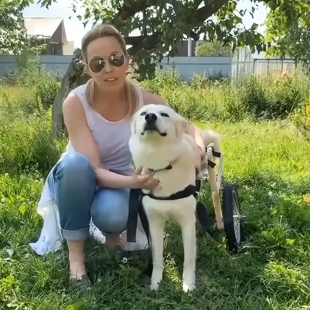 Brave rescued dog