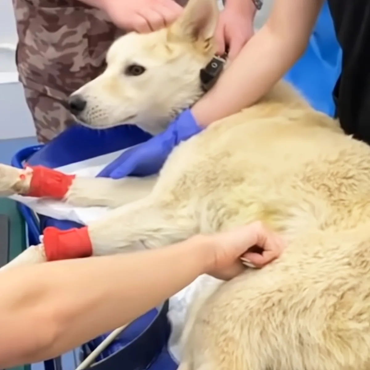 Brave rescued dog