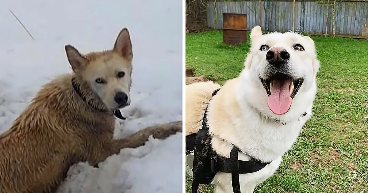Brave Dog With Multiple Injuries Undergoes Jaw-Dropping Transformation