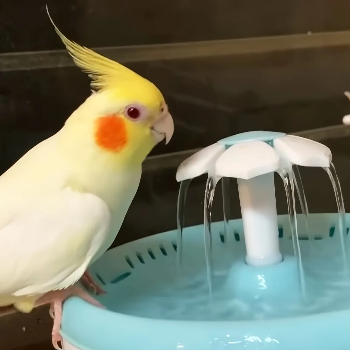 A cockatiel with a yellow crest and orange cheek patch stands near a blue water fountain.