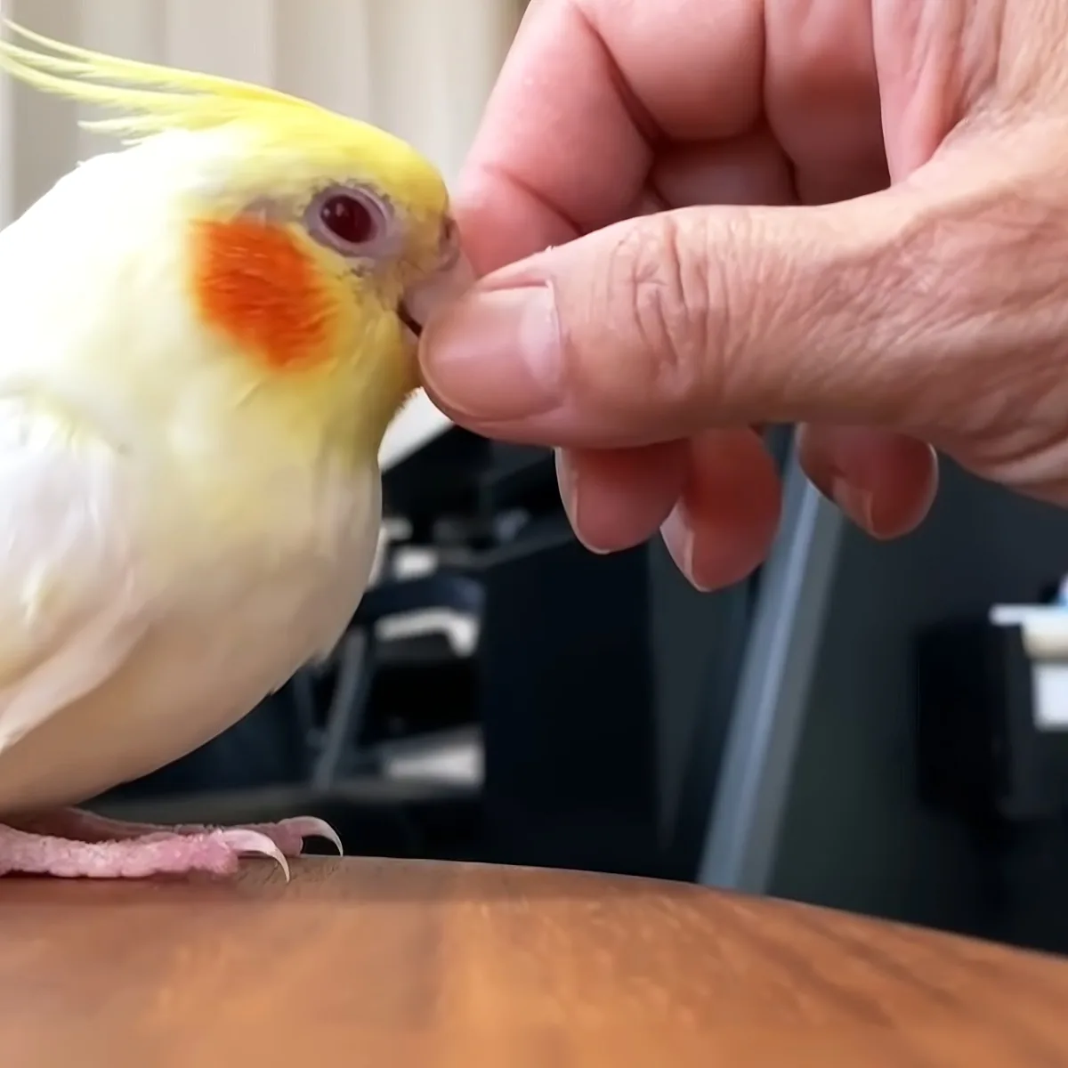 A cockatiel with yellow and white feathers and orange cheek spots is being gently held by a person's hand.