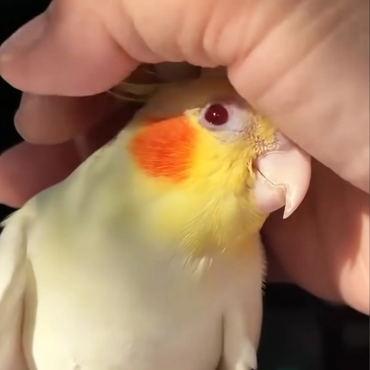 A hand gently holds a yellow and orange cockatiel with a red cheek.