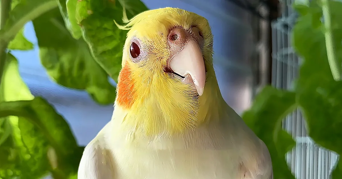 Rescued Partially Blind Cockatiel Wants to Be Friends With Everyone