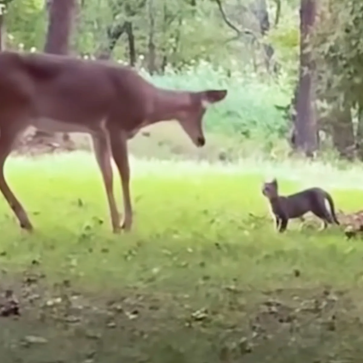 Kitten and deer
