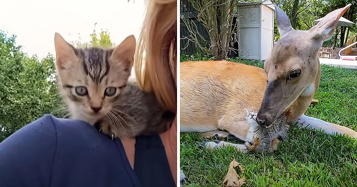 Wild Deer and Kitten Become Buddies and Snuggle Pals