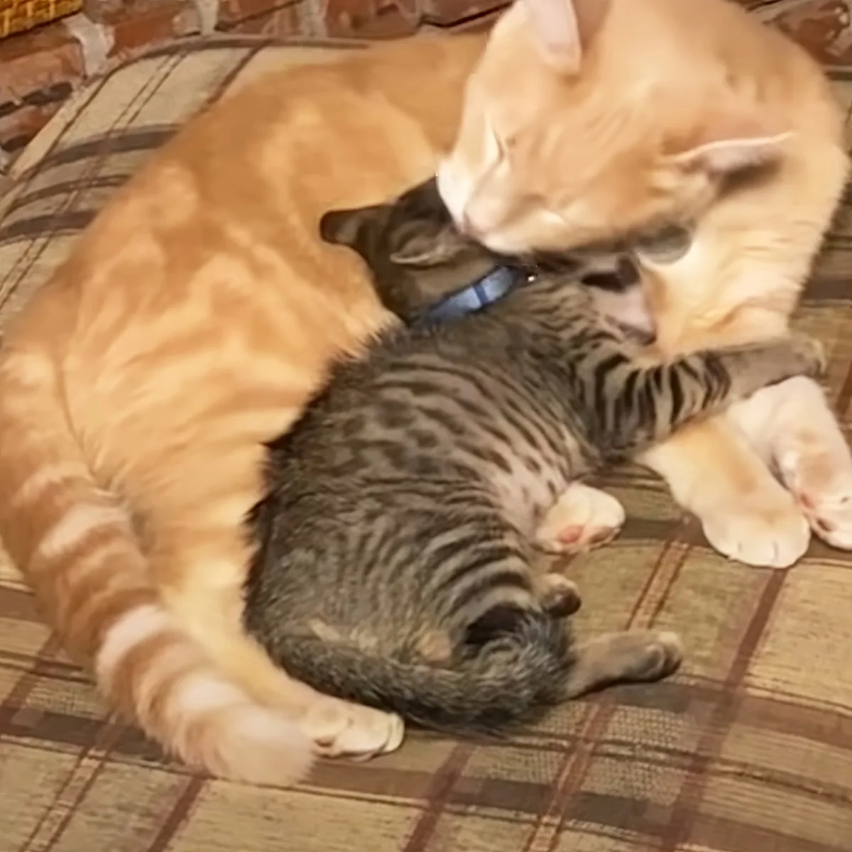 An orange cat gently nuzzles a sleeping tabby kitten on a plaid blanket.
