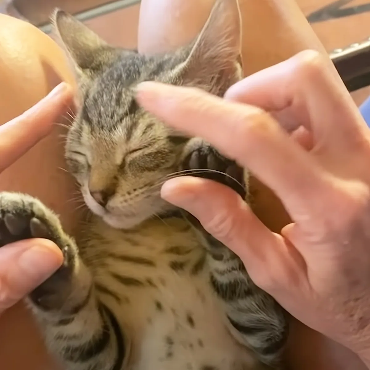 A person gently holds a relaxed, striped cat with its eyes closed, showing trust and comfort.