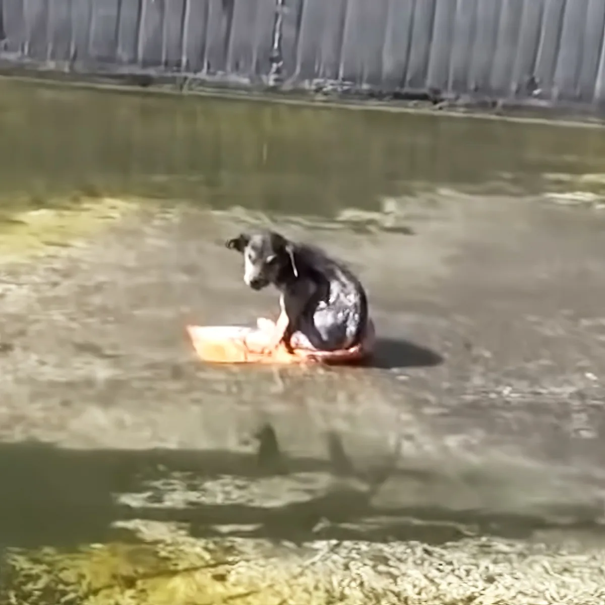 A dog sits on a small orange object in shallow water, surrounded by ripples and reflections.