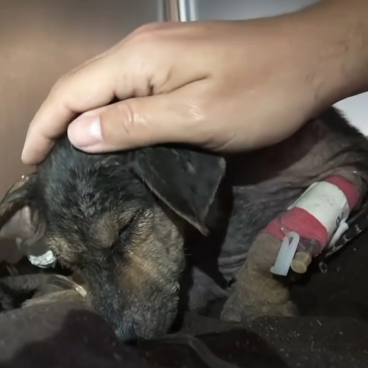 A hand gently holds a small, dark-furred animal with a red bandage on its leg.