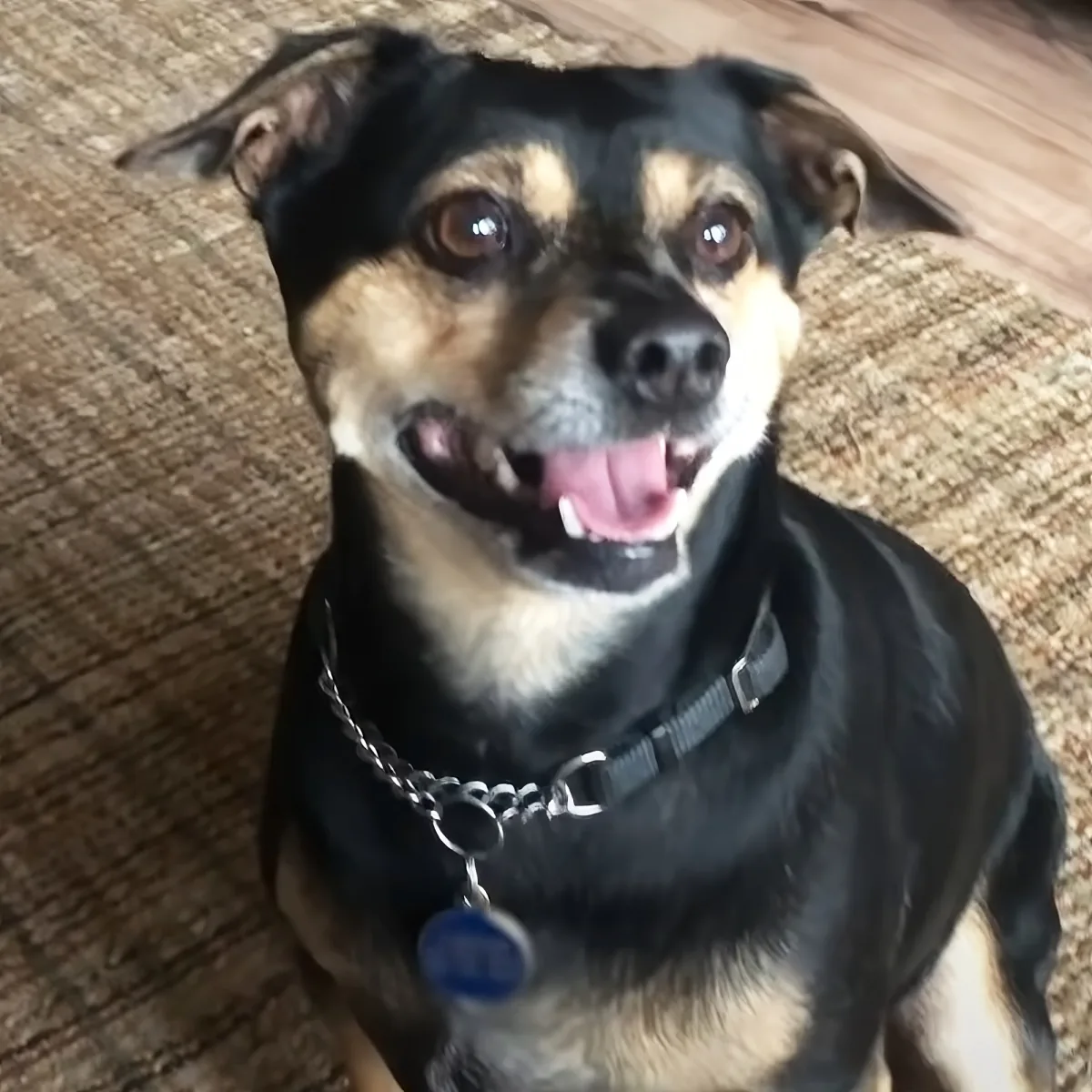 A happy dog with a black and tan coat, wearing a collar with a tag, sits on a couch.