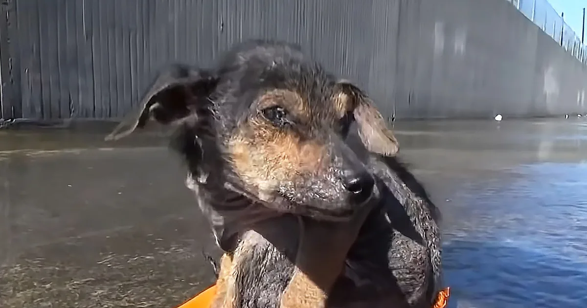 Tiny Abandoned Puppy Transforms Into the Happiest Boi