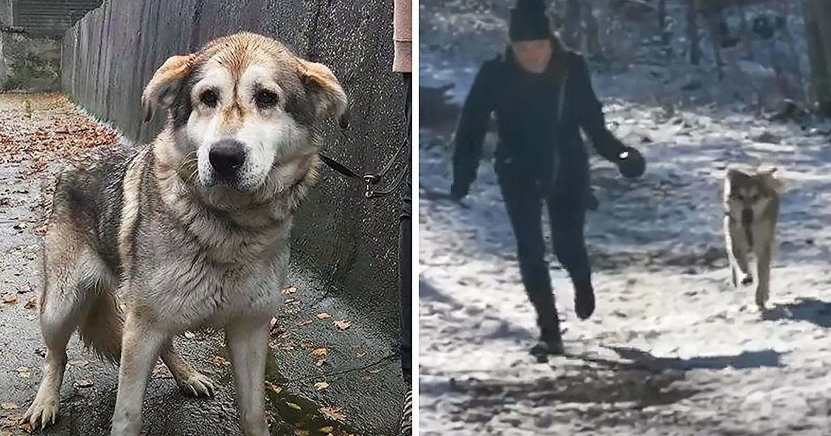 Woman Adopts Senior Shelter Dog That Nobody Else Wanted, Changes Both Their Lives