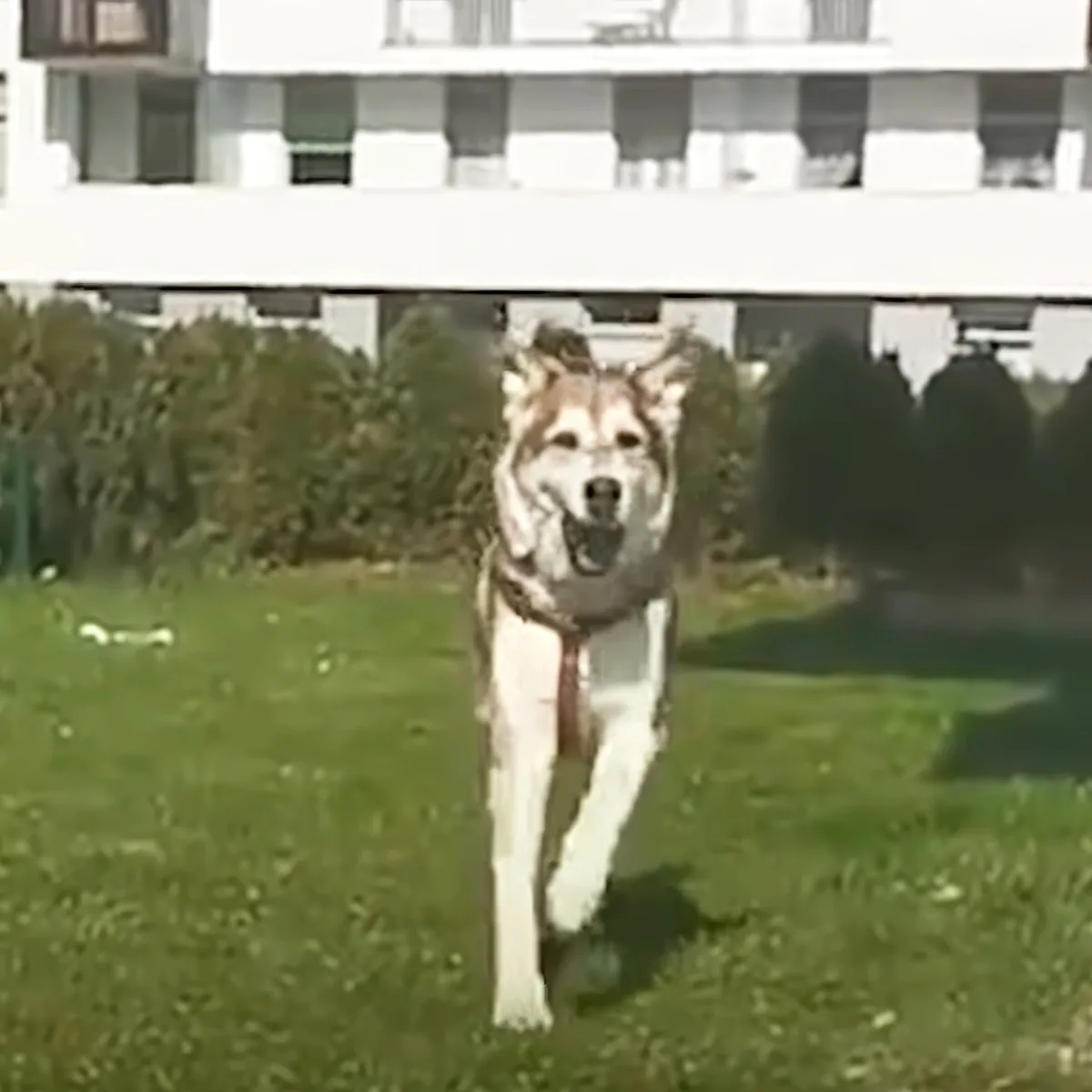 Senior shelter dog