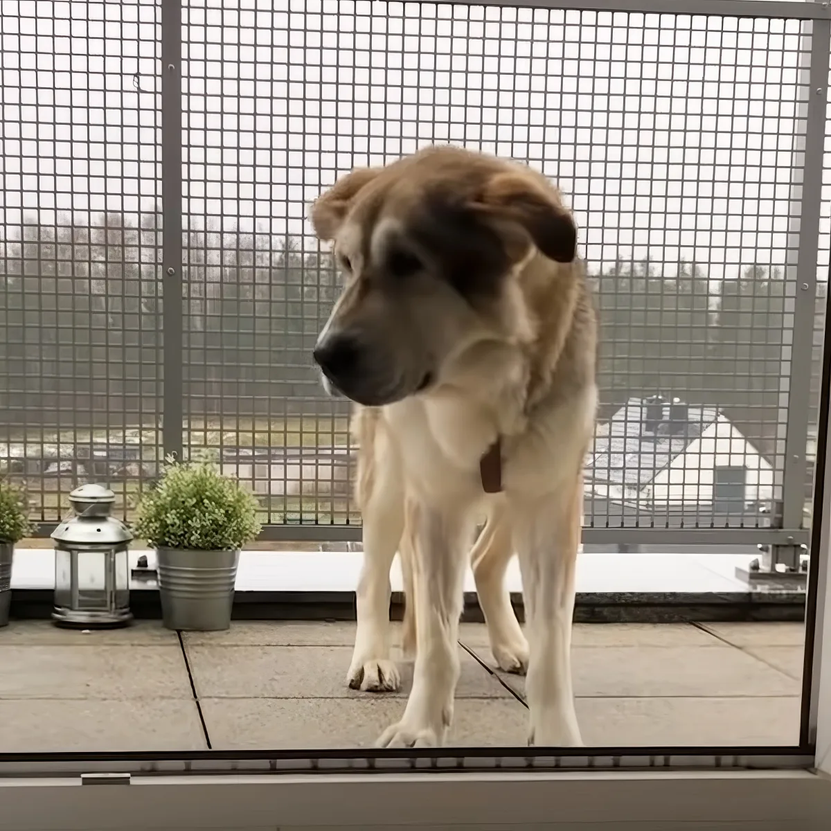 Senior shelter dog