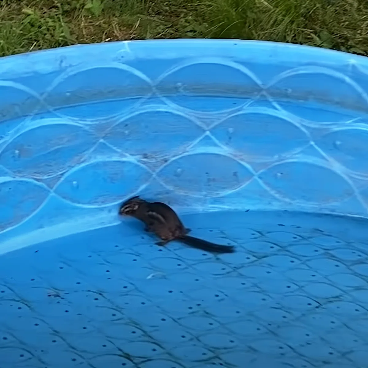 A chipmunk with a striped tail is standing in a blue plastic kiddie pool.