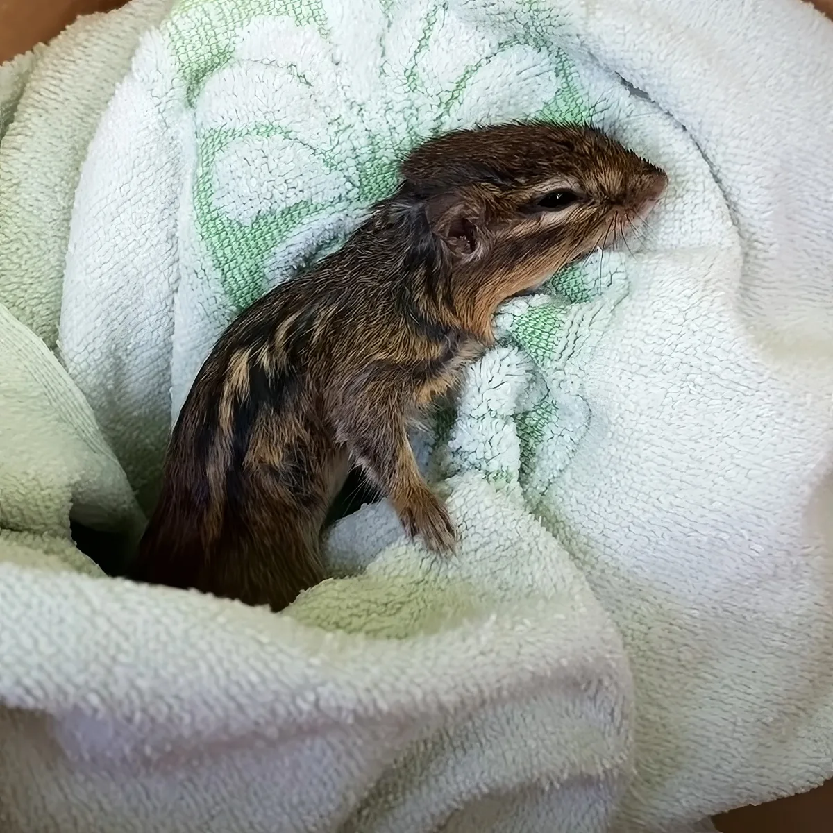 A small, brown and black-striped chipmunk rests on a green and white towel.