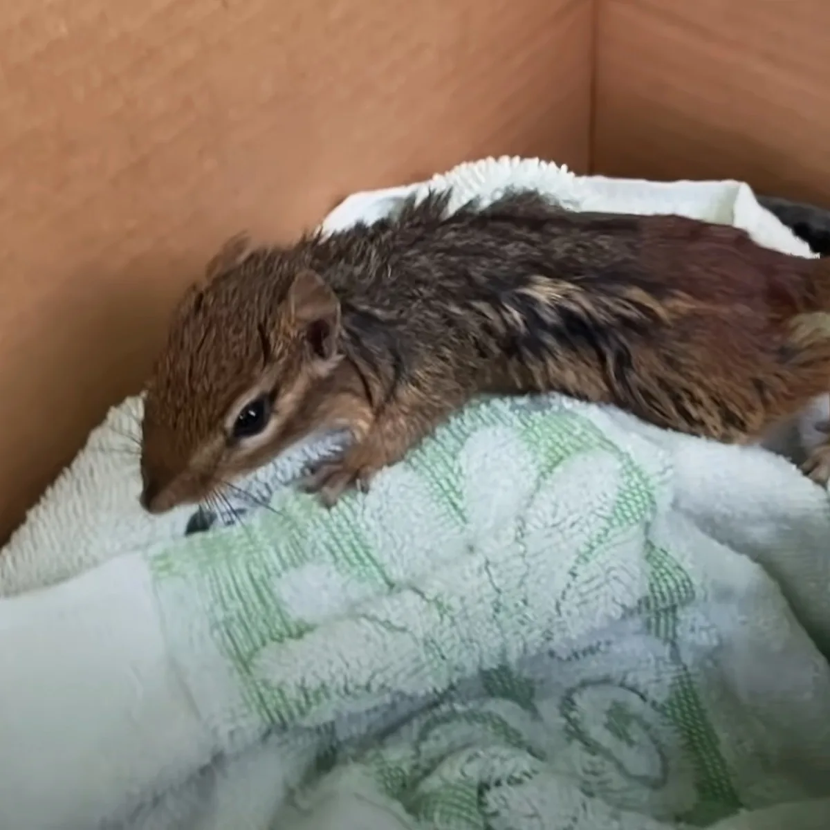 A small, wet chipmunk rests on a green and white towel inside a cardboard box.