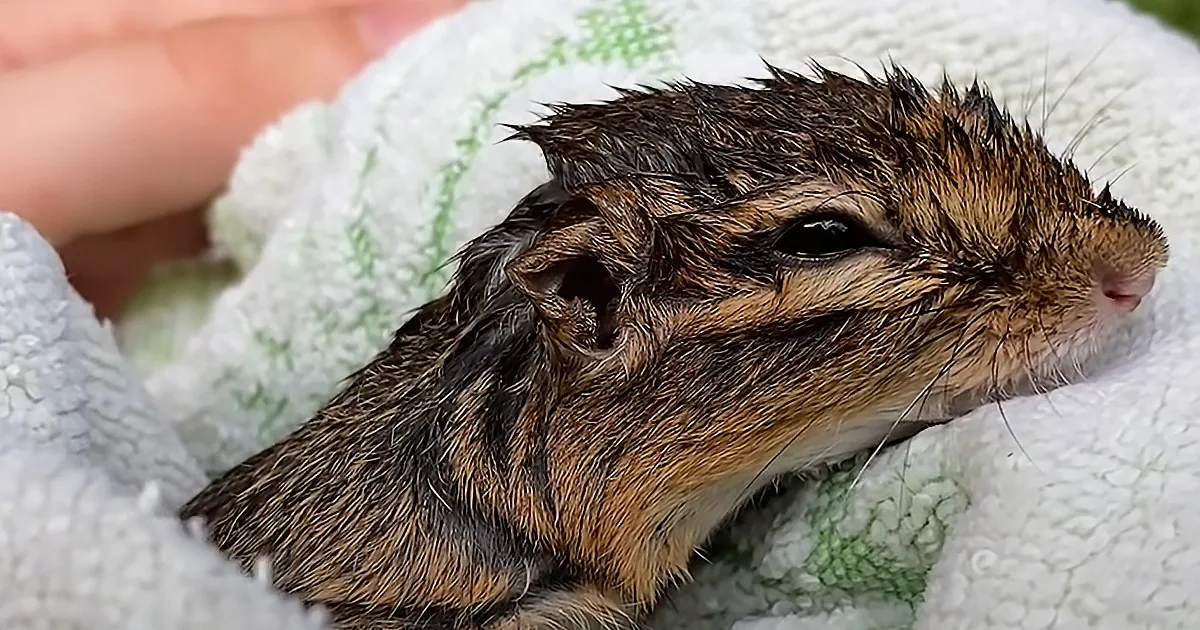 Chipmunk That Almost Drowned Gets New Life After Girl Saves Him