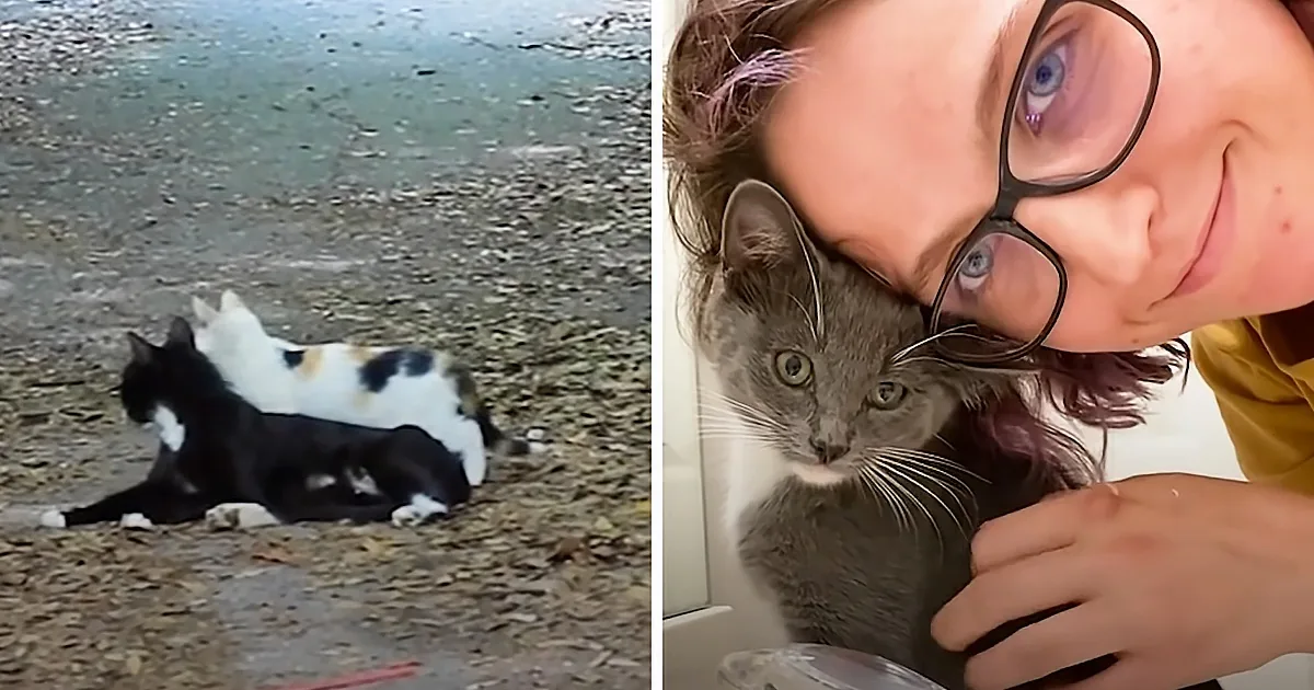 Feral Kittens Rescued From Abandoned Mansion Find New Home