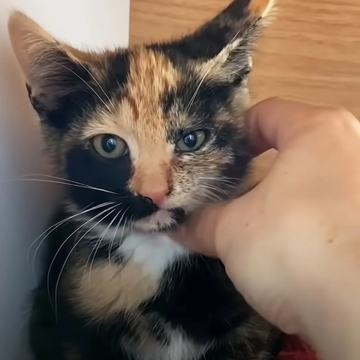 A calico kitten with striking green eyes is being gently held by a person's hand.