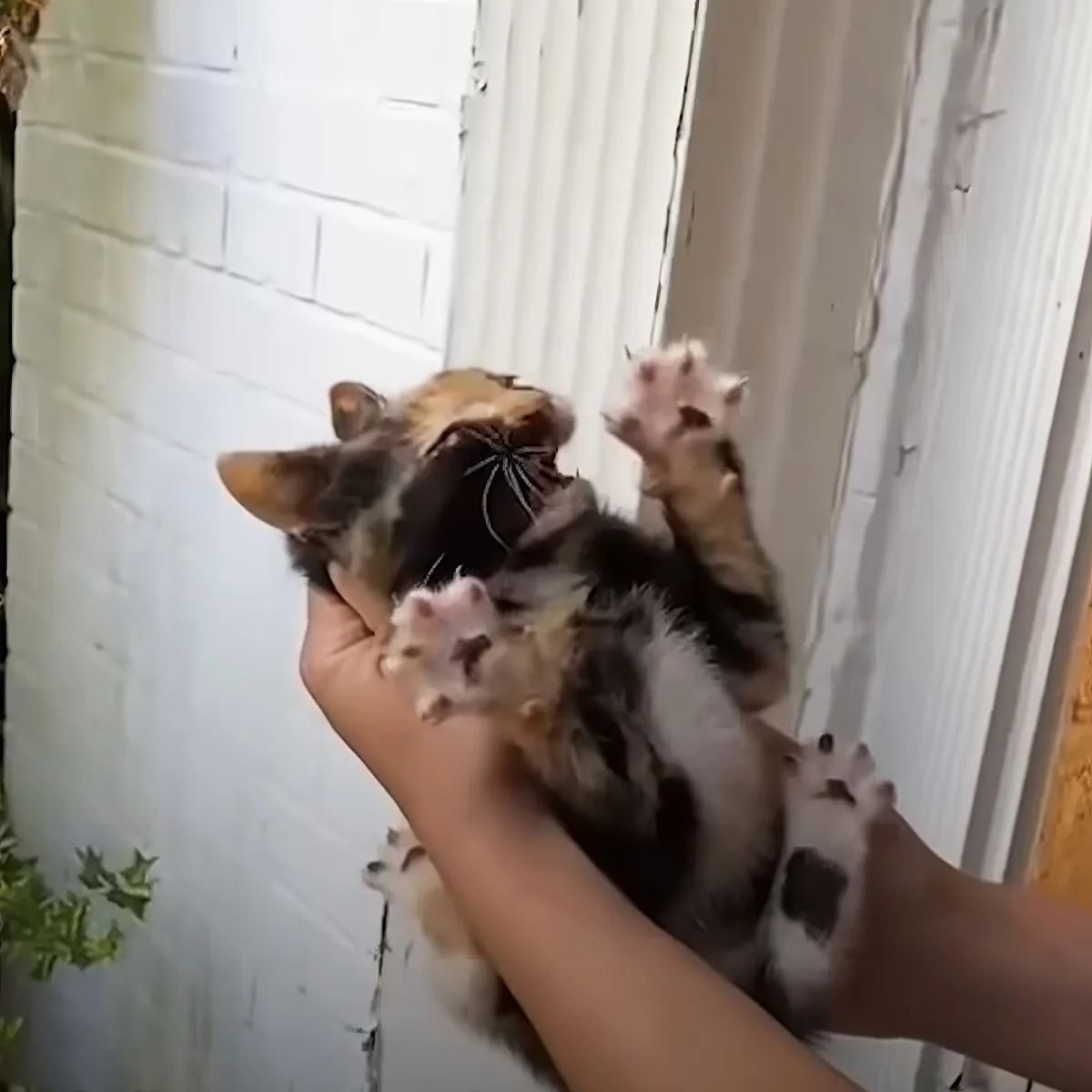 A person holds a small, fluffy, calico kitten with its front paws raised, against a white brick wall.