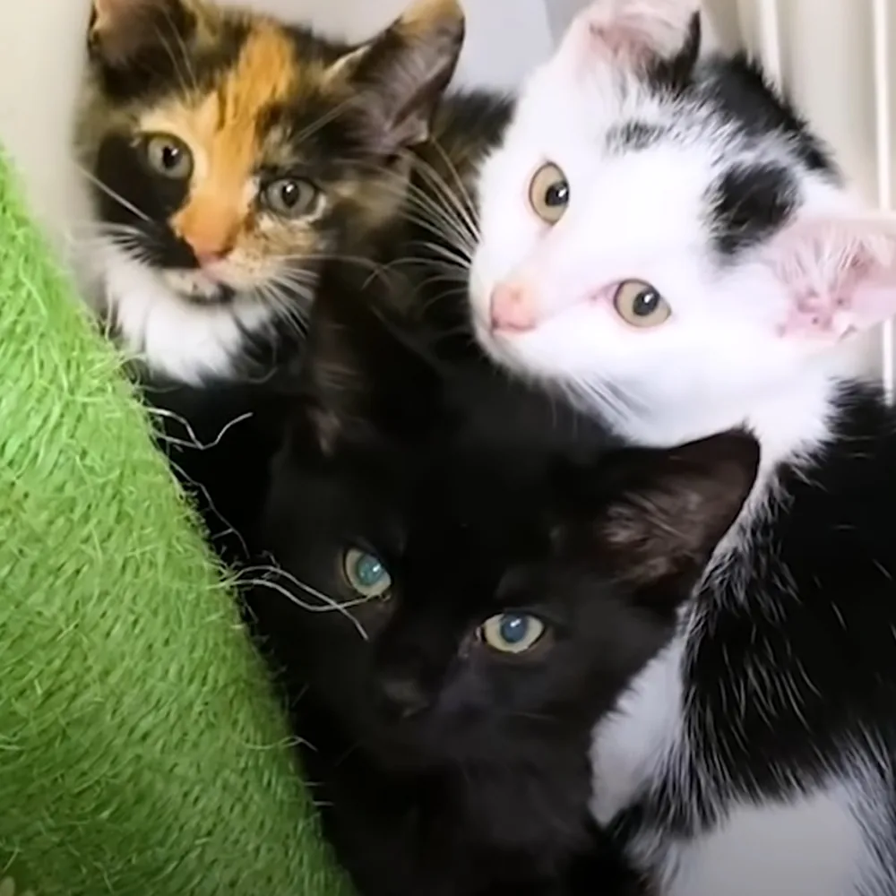 Three kittens with distinct fur patterns and bright eyes are nestled together, looking up.
