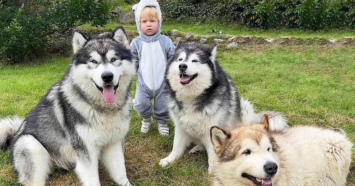 Adorable Baby Wears Husky Outfit, Thinks She's One of the Huskies