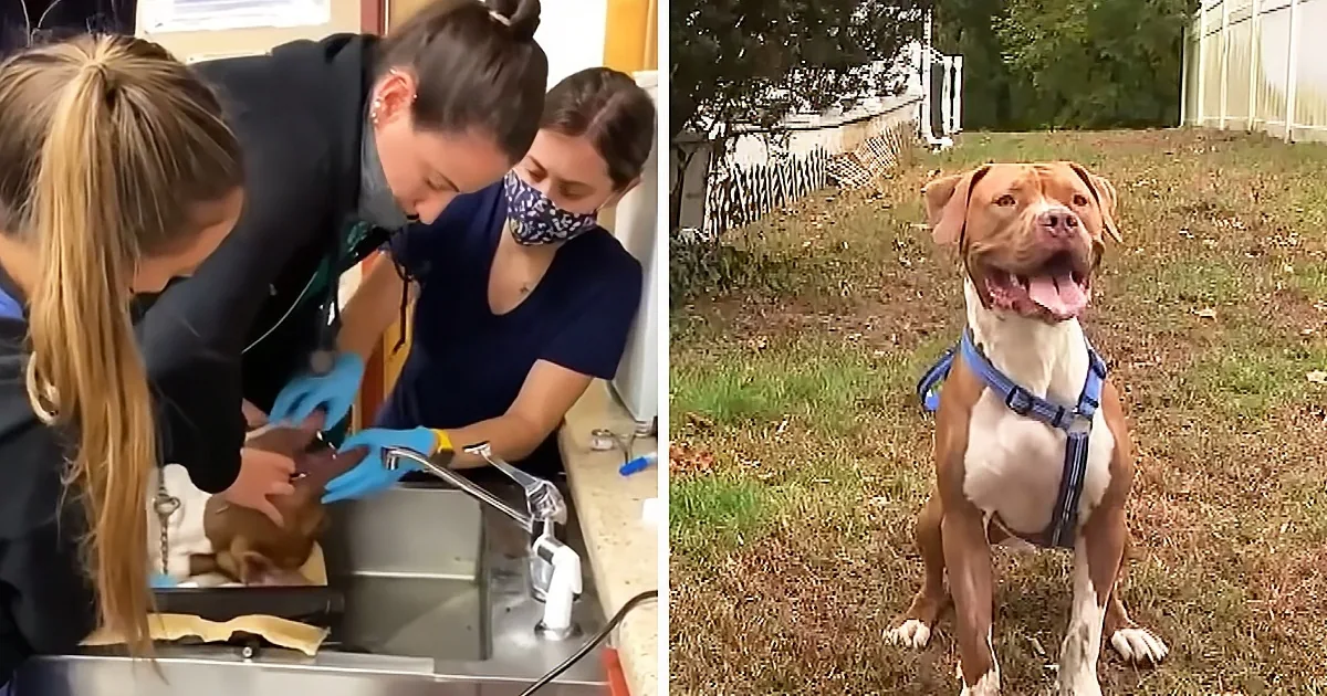 Quick Thinking Woman Saves Dog Choking on Tennis Ball