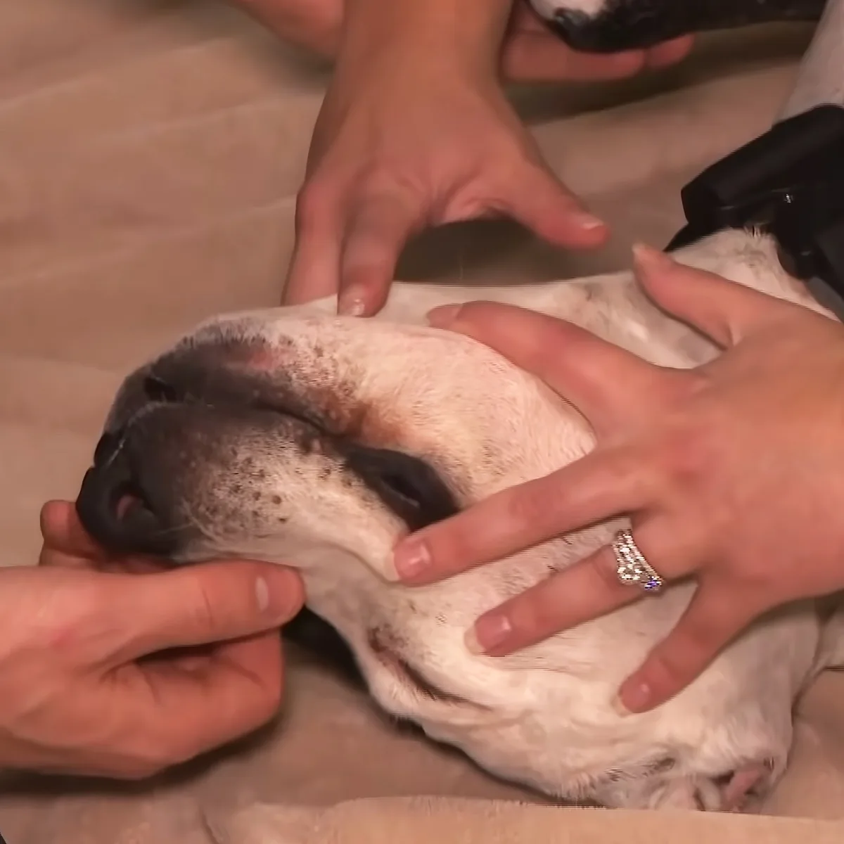 Lady saves dog choking on tennis ball