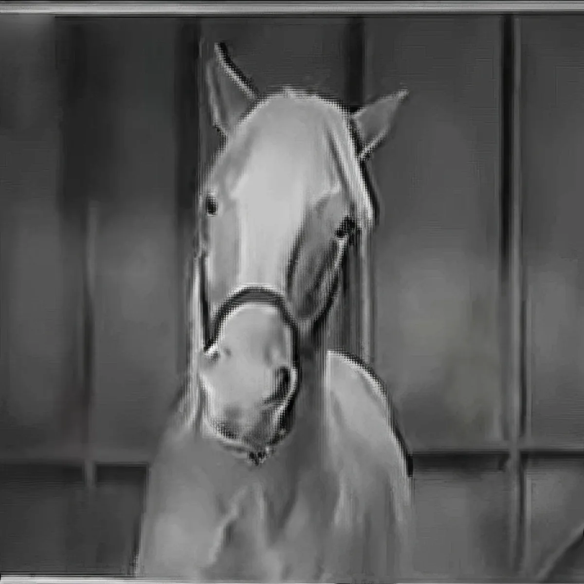 A white horse with a halter is inside a stable, looking to the side.
