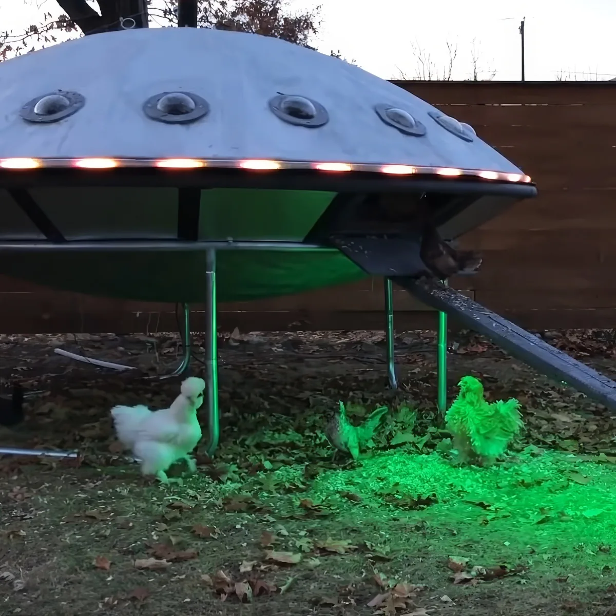 Chickens forage near a UFO-shaped coop with glowing lights and a green tarp.