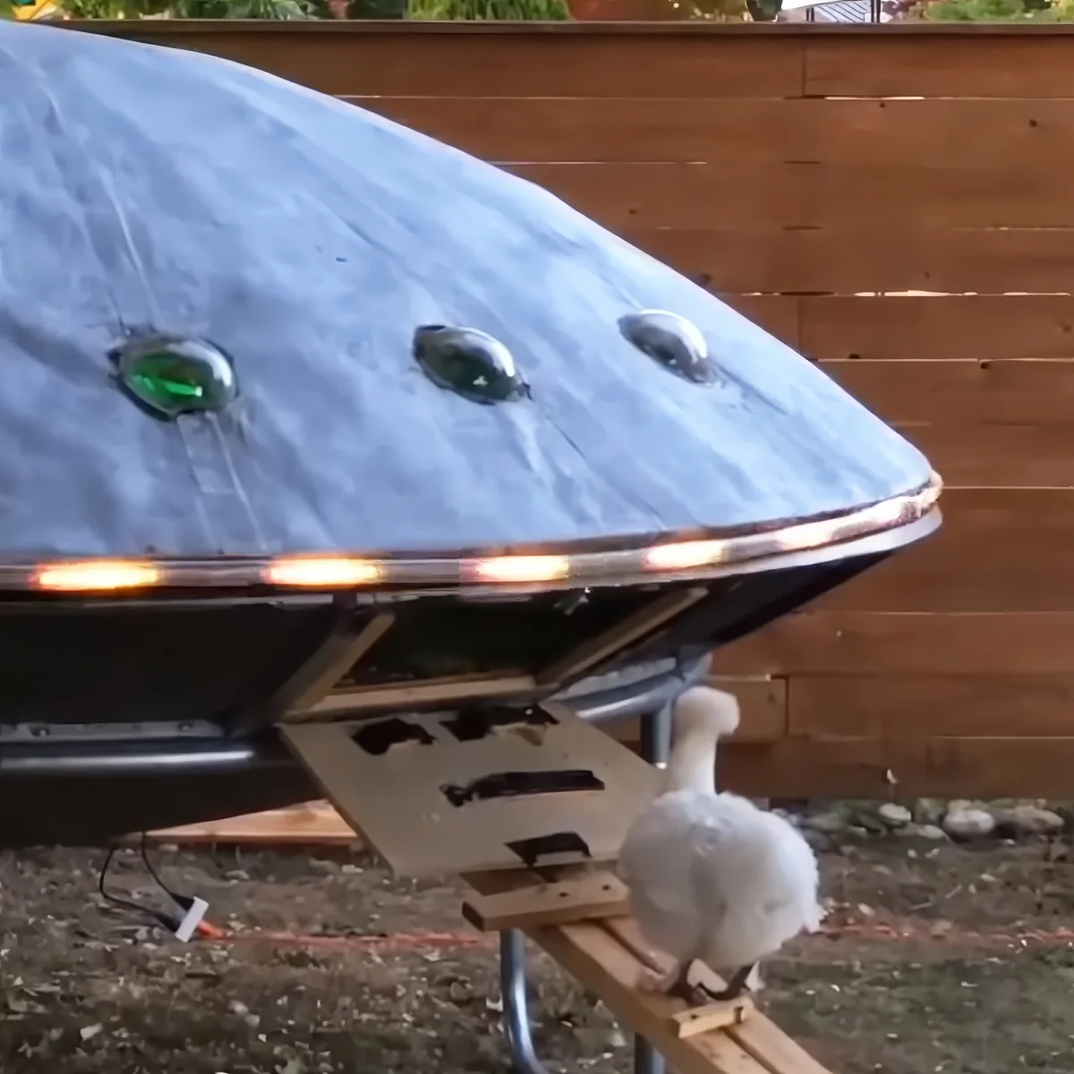 A white goose stands on a wooden ramp near a covered boat on a trailer.