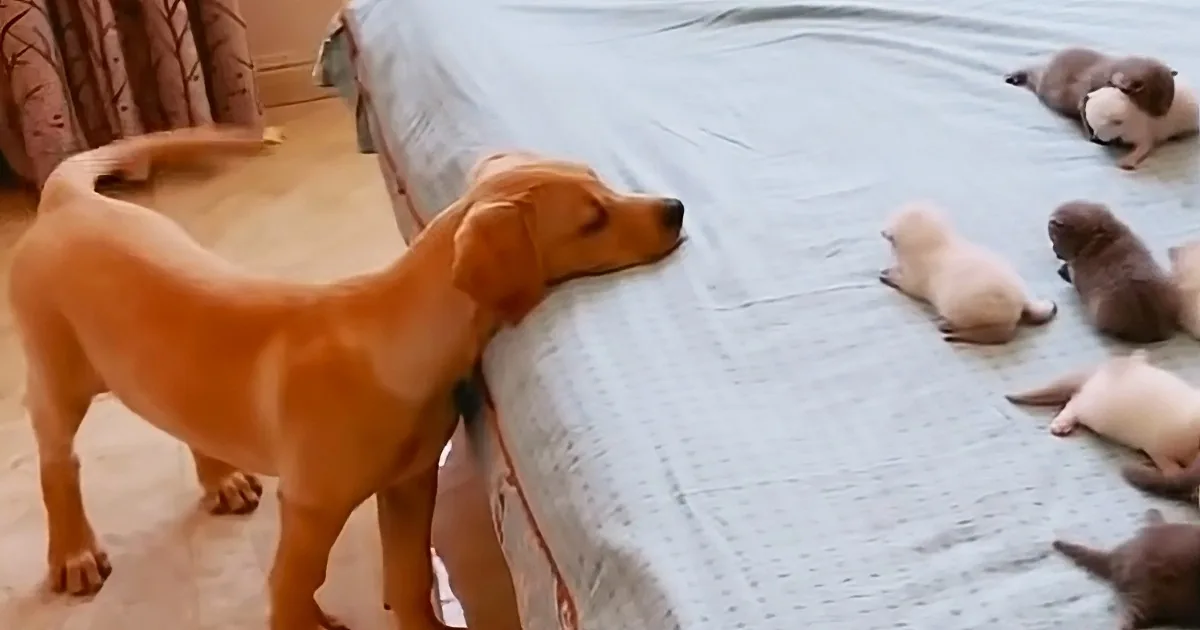 A brown dog stands near a bed, looking at a group of sleeping puppies on the bed.
