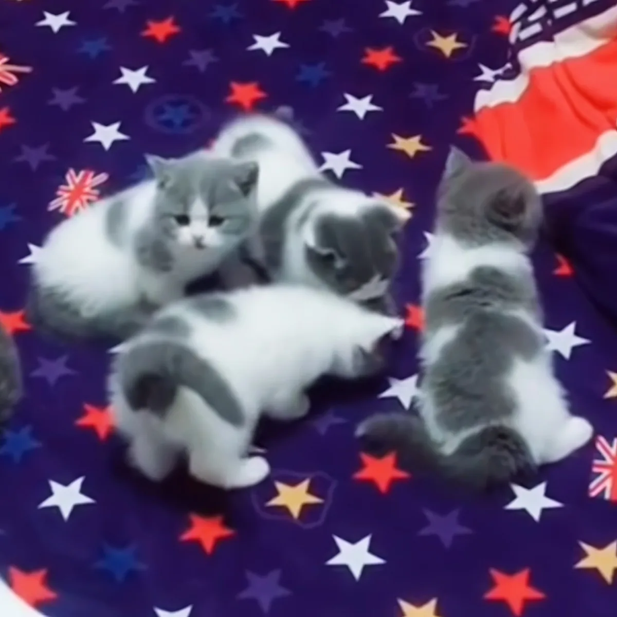 Four fluffy kittens with gray and white fur are playfully interacting on a purple blanket adorned with stars and Union...