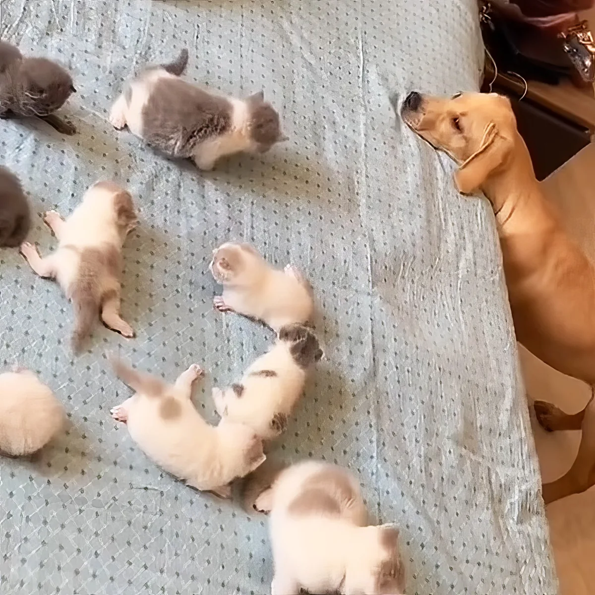Golden Retriever pup and adorable kittens