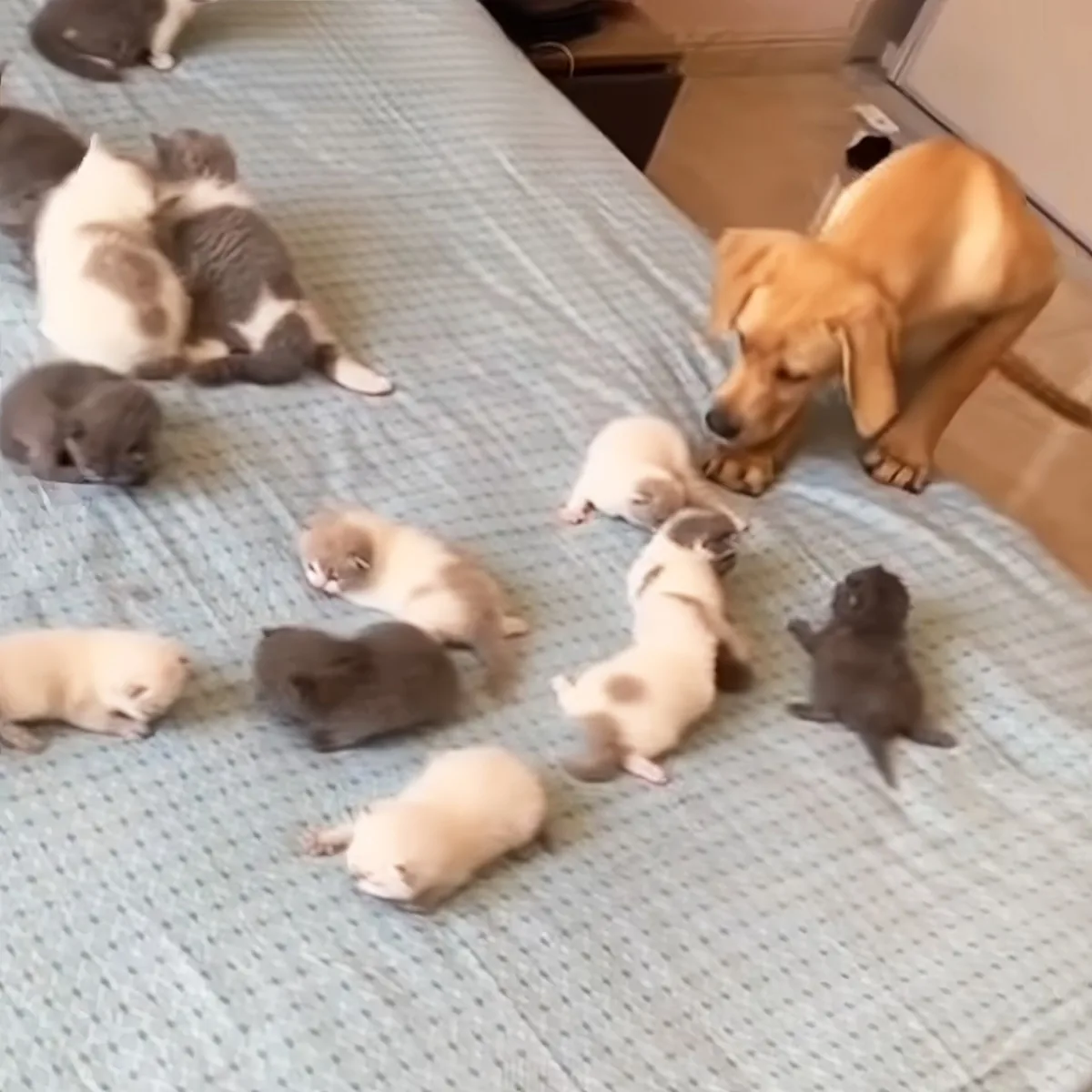 Golden Retriever pup and adorable kittens