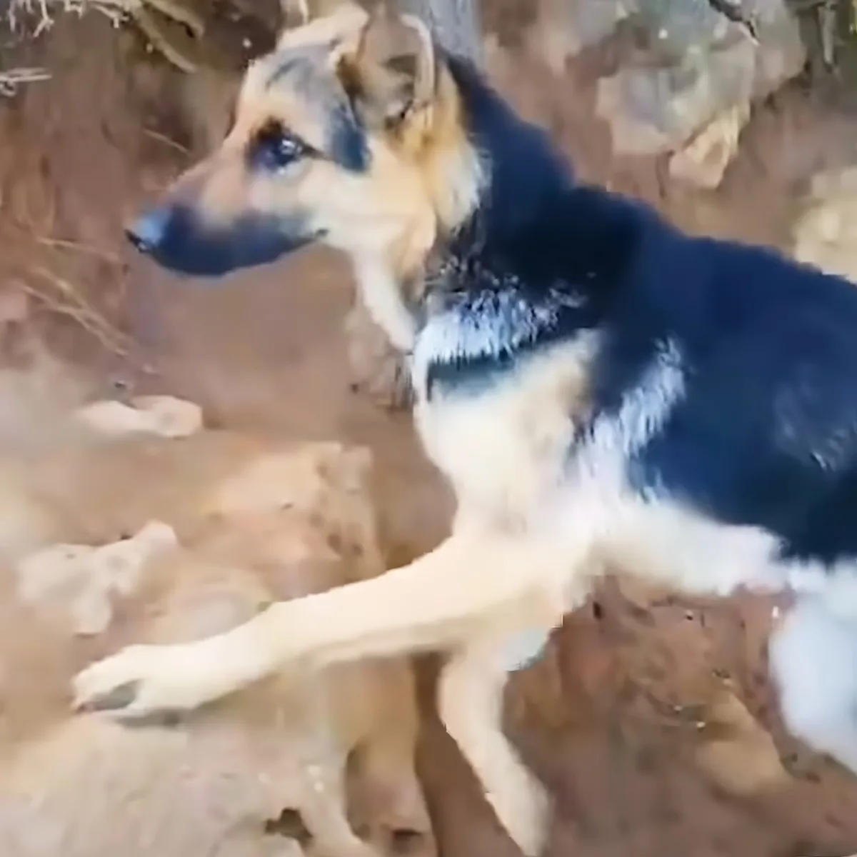 Abandoned German Shepherd